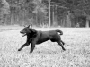 2015_11_01 Hundetrainig Sigmaringen_gleiss-8835-2 2015_11_01 Hundetrainig Sigmaringen_gleiss-8835-2