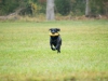 2015_11_01 Hundetrainig Sigmaringen_gleiss-9507 2015_11_01 Hundetrainig Sigmaringen_gleiss-9507